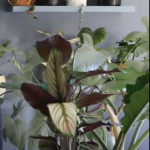 Humidifier for Indoor plants